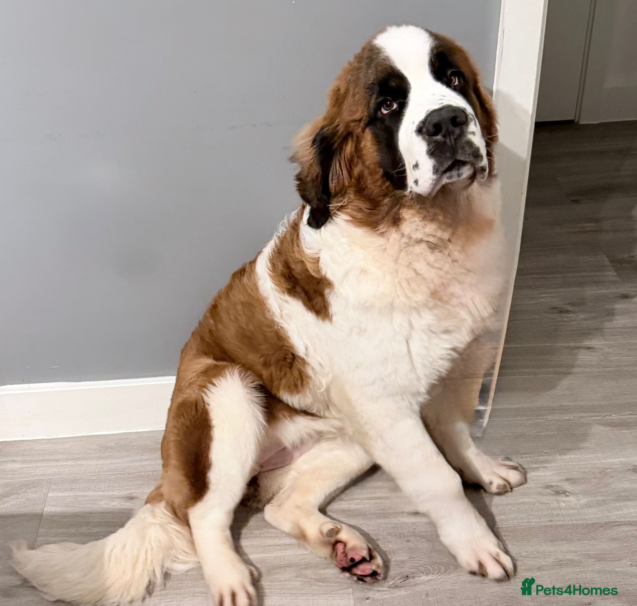 Saint Bernard dogs Beautiful kc reg 7month old Saint Bernard female  - Advert 3
