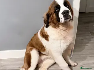 Saint Bernard dogs Beautiful kc reg 7month old Saint Bernard female - Advert 3