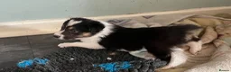 Border Collie dogs for sale: Beautiful border collie puppies  - Advert 9