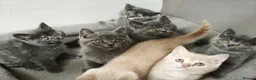 British Shorthair cats for sale: Stunning Rare Colours British Shorthair Kittens - Advert 16