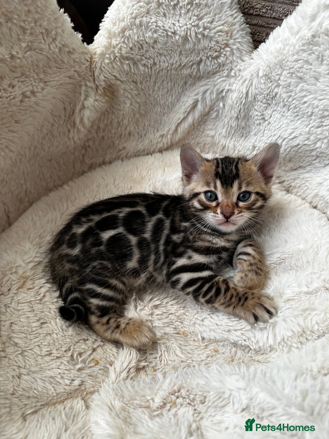 Bengal cats for sale: TICA registered bengal kittens available! - Advert 38