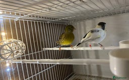 Canaries birds for sale: harlequins canary pairs and canaries  - Image 3