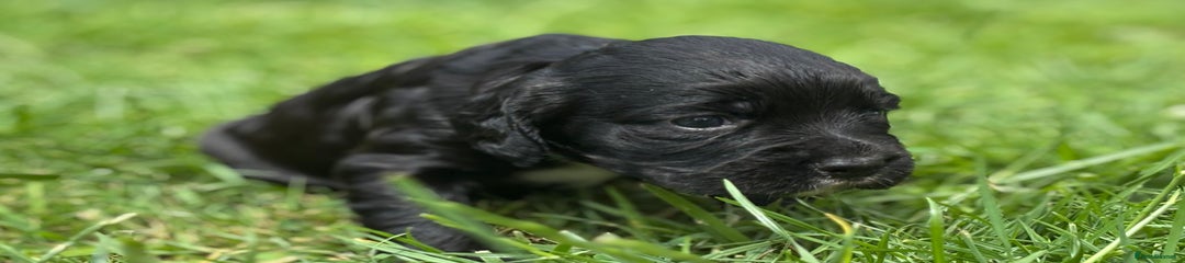 Cocker Spaniel Puppy 4 girl