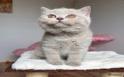 British Shorthair cats for sale: ✨Top quality lilac British shorthair✨ - Image 3