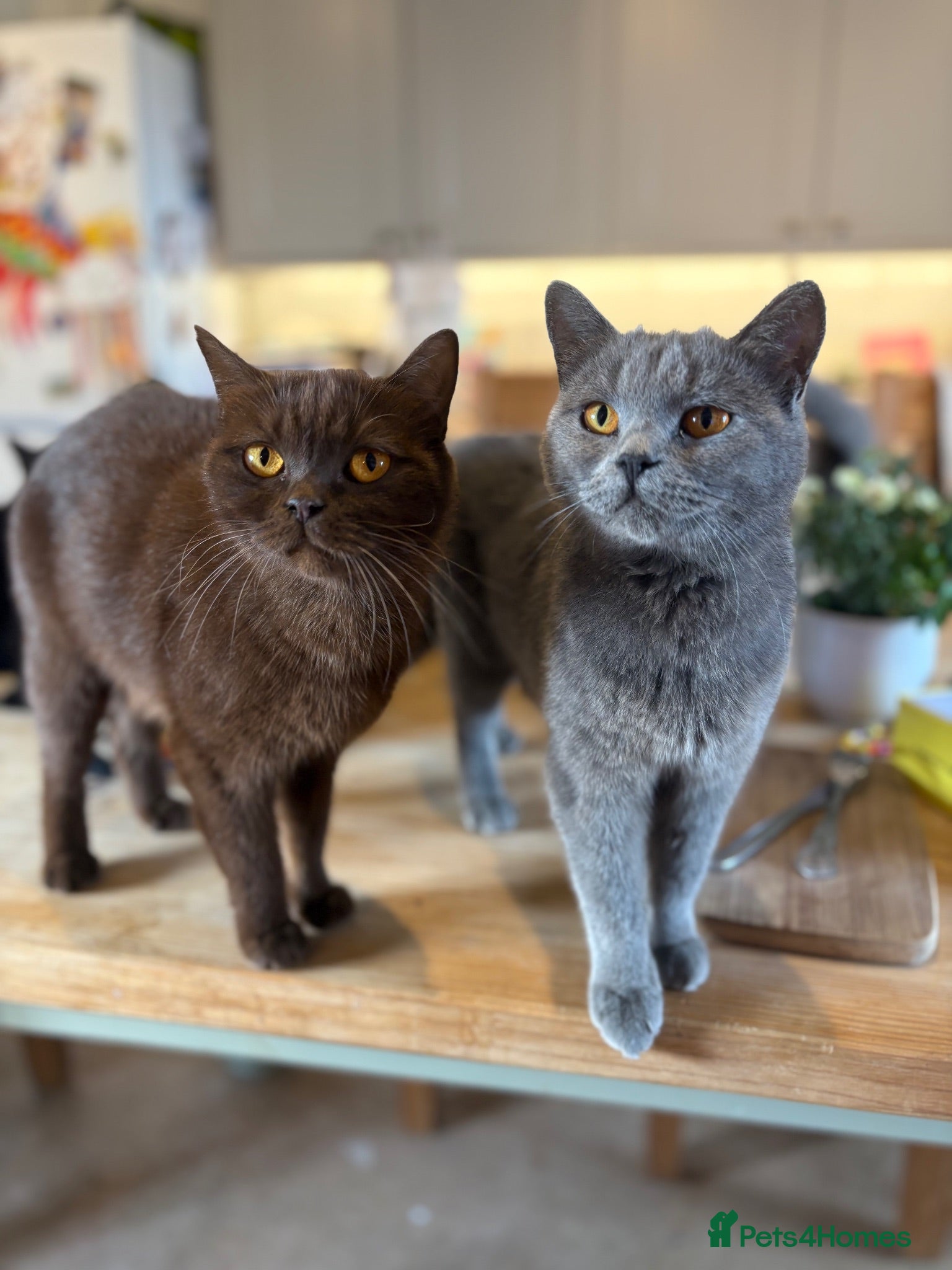 British Shorthair cats British shorthair kittens  - Advert 1