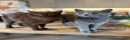 British Shorthair cats for sale: British shorthair kittens  - Advert 2