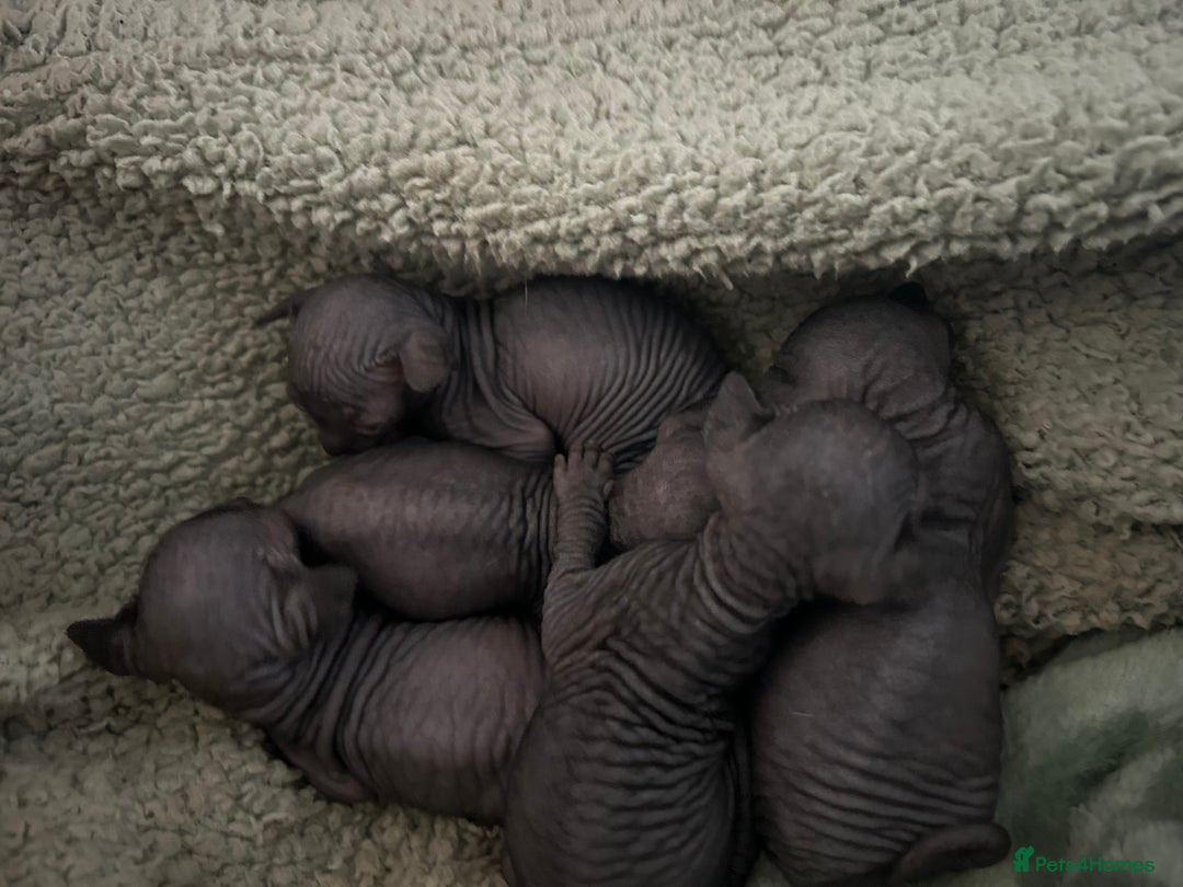 Sphynx cats for sale: Canadian Sphyx kittens - Image 2