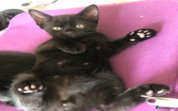 British Shorthair cats for sale: 🐾 A Rare Band of Ghost Tabby Kittens 🐾 - Image 28