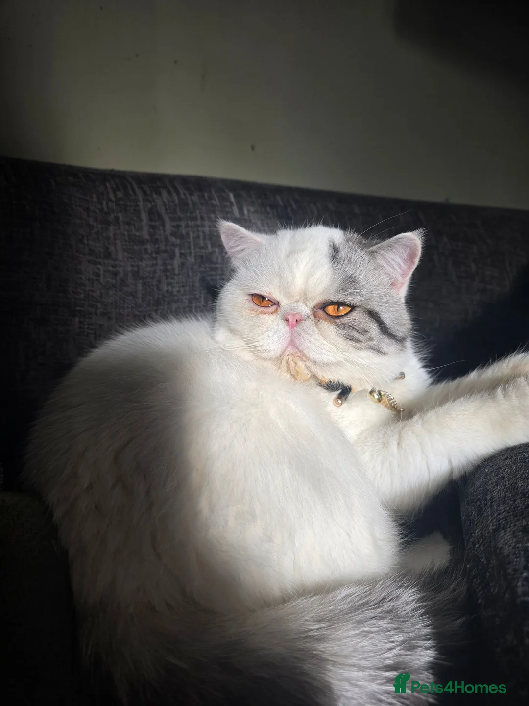 Exotic cats for sale: Exotic Male - Advert 1