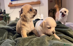 Chihuahua dogs for sale: Chihuahua boys / males  - Image 10