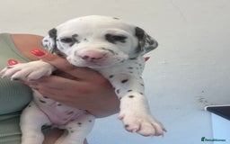 Dalmatian dogs for sale: 🐶 Stunning Dalmatian Puppies Ready 28th August 🐶 - Image 4
