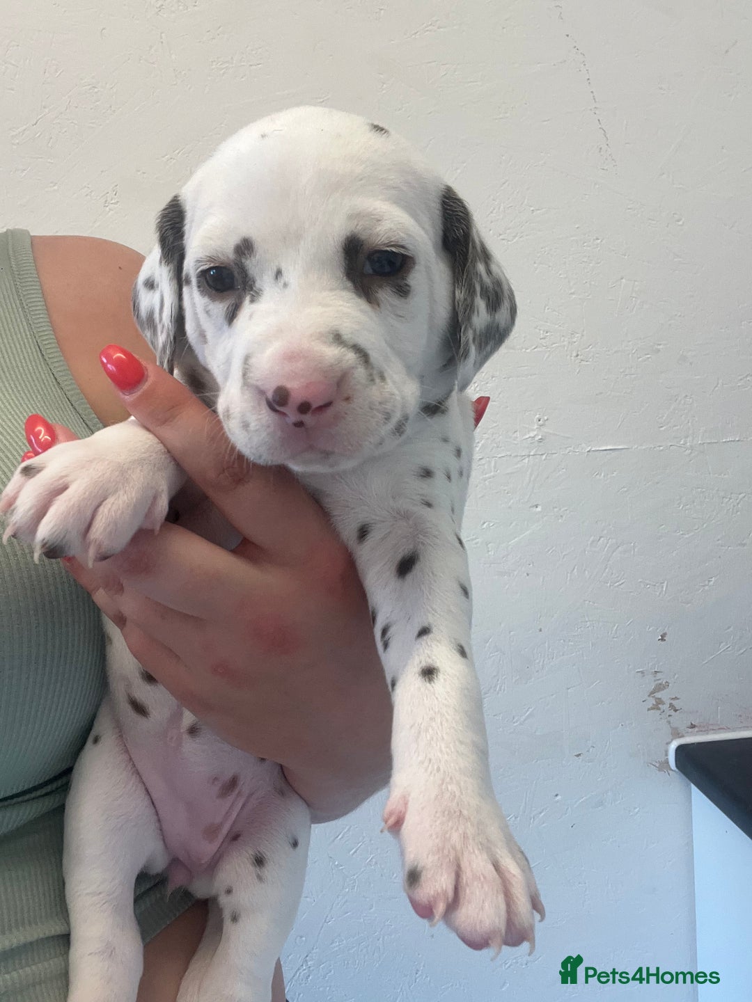 Dalmatian dogs for sale: 🐶 Stunning Dalmatian Puppies Ready 28th August 🐶 - Image 4