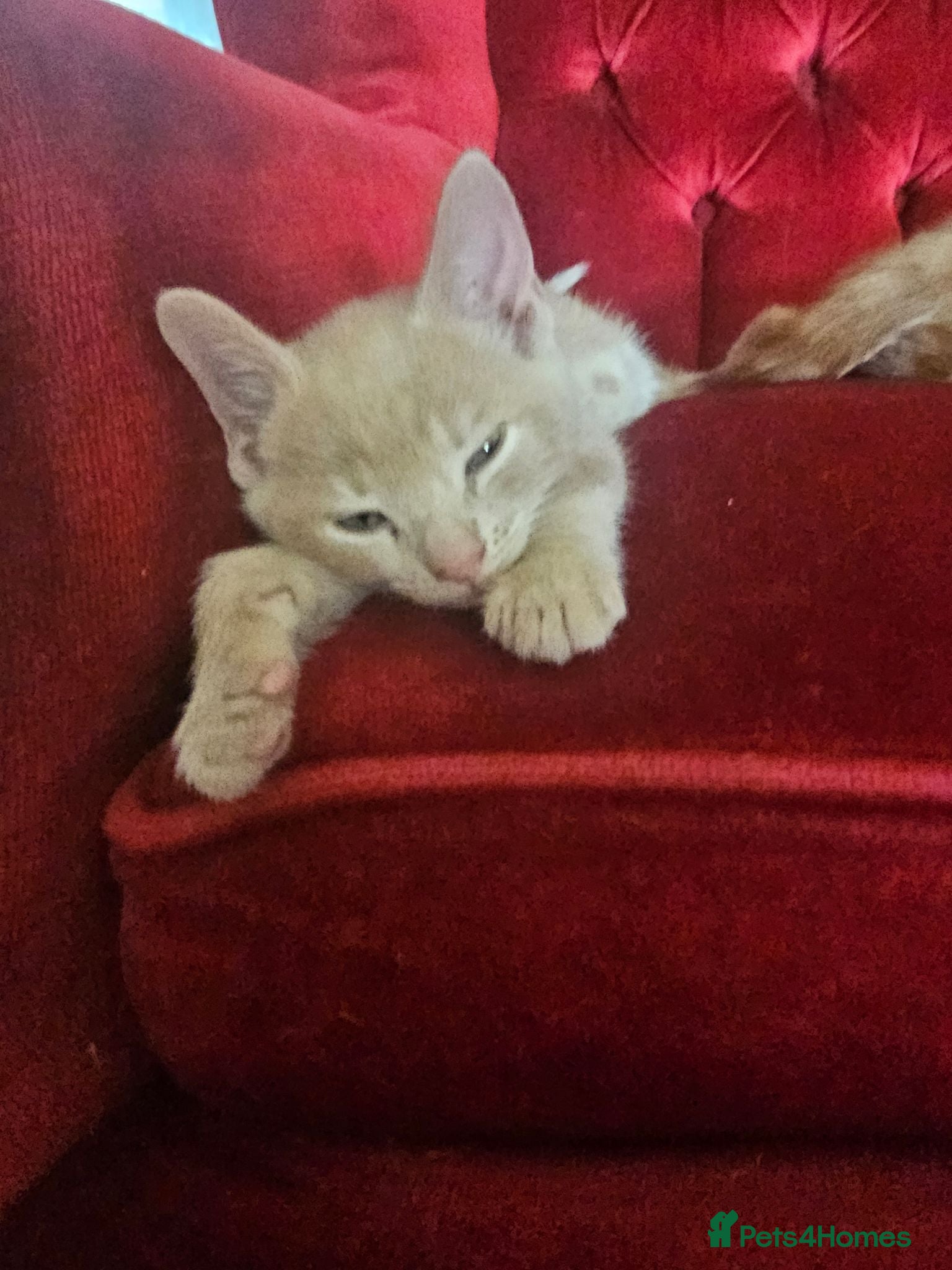Mixed Breed cats 🐾 Gorgeous Kittens Available for Reservation 🐾 - Advert 3