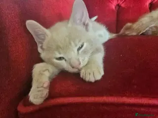 Mixed Breed cats 🐾 Gorgeous Kittens Available for Reservation 🐾 - Advert 3