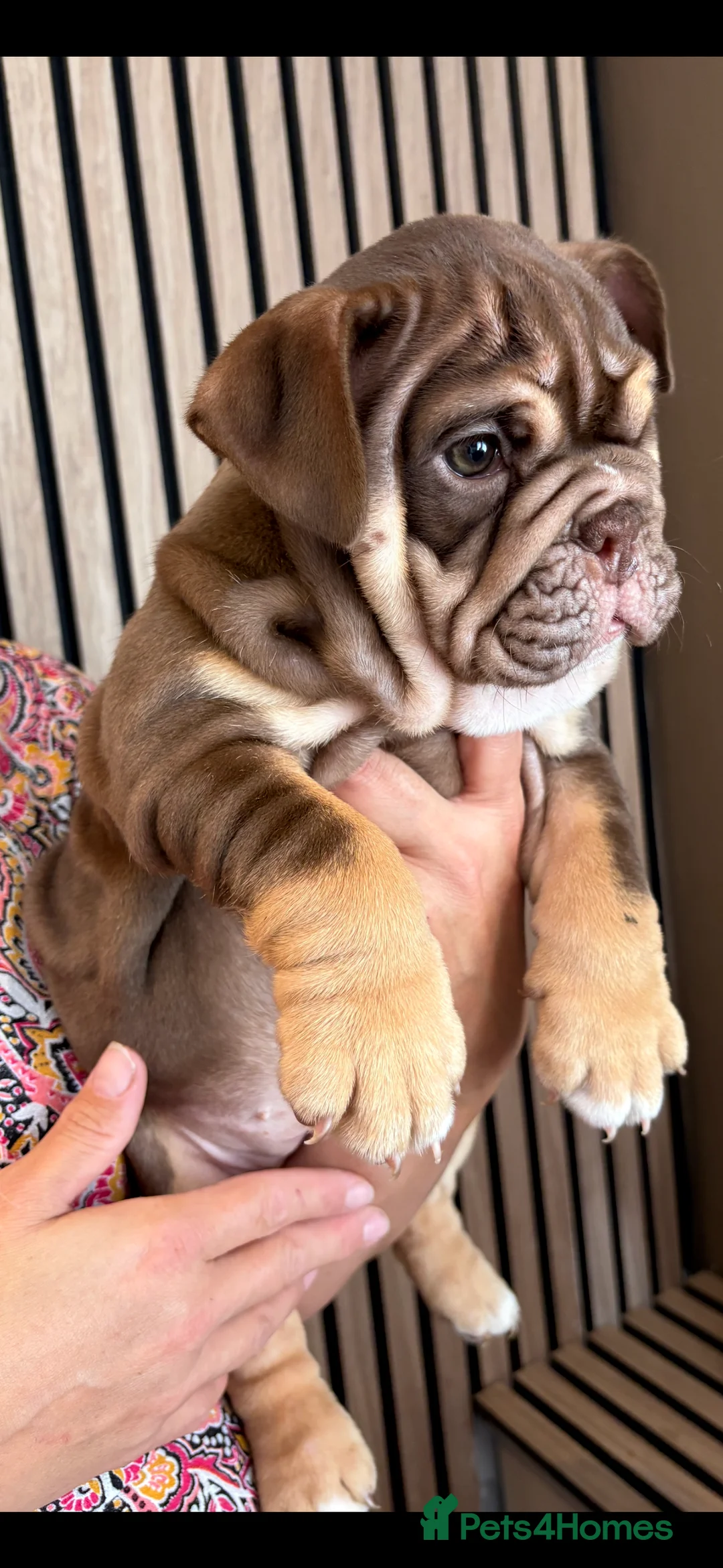 English Bulldog dogs for sale: English bulldog puppies  - Advert 1
