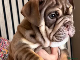 English Bulldog dogs English bulldog puppies - Advert 1