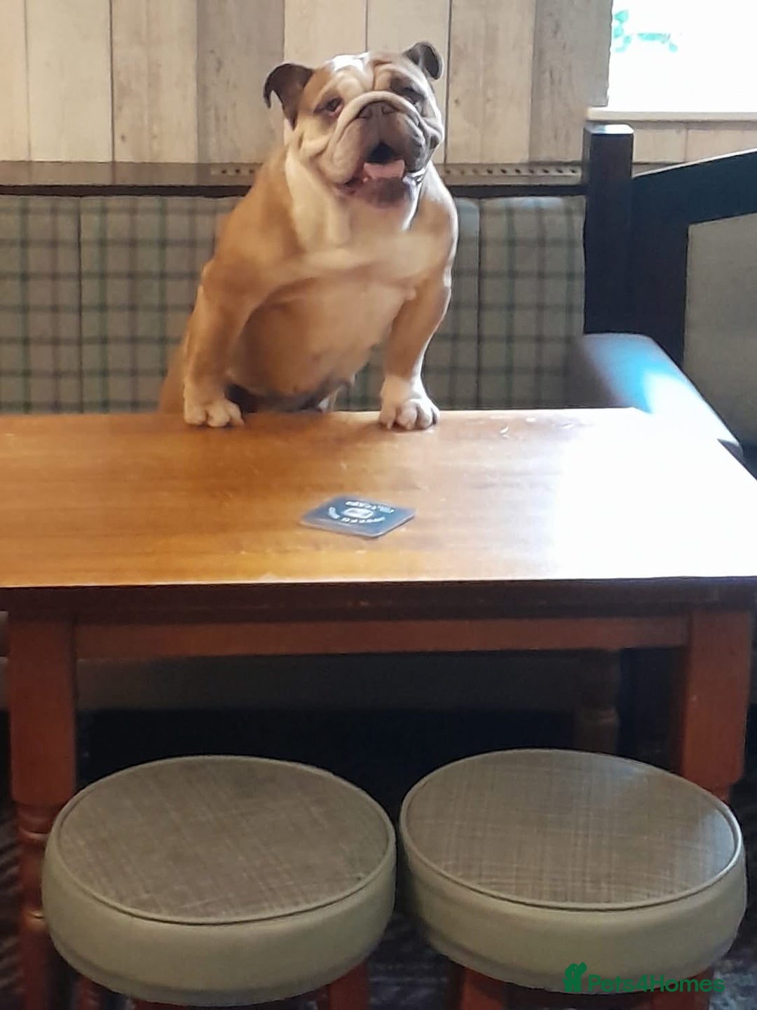 English Bulldog dogs for sale: My Narla Bear - Image 3