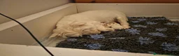 West Highland Terrier dogs for sale: WEST HIGHLAND PUPPIES AVAILABLE TODAY in Littleborough - Advert 5