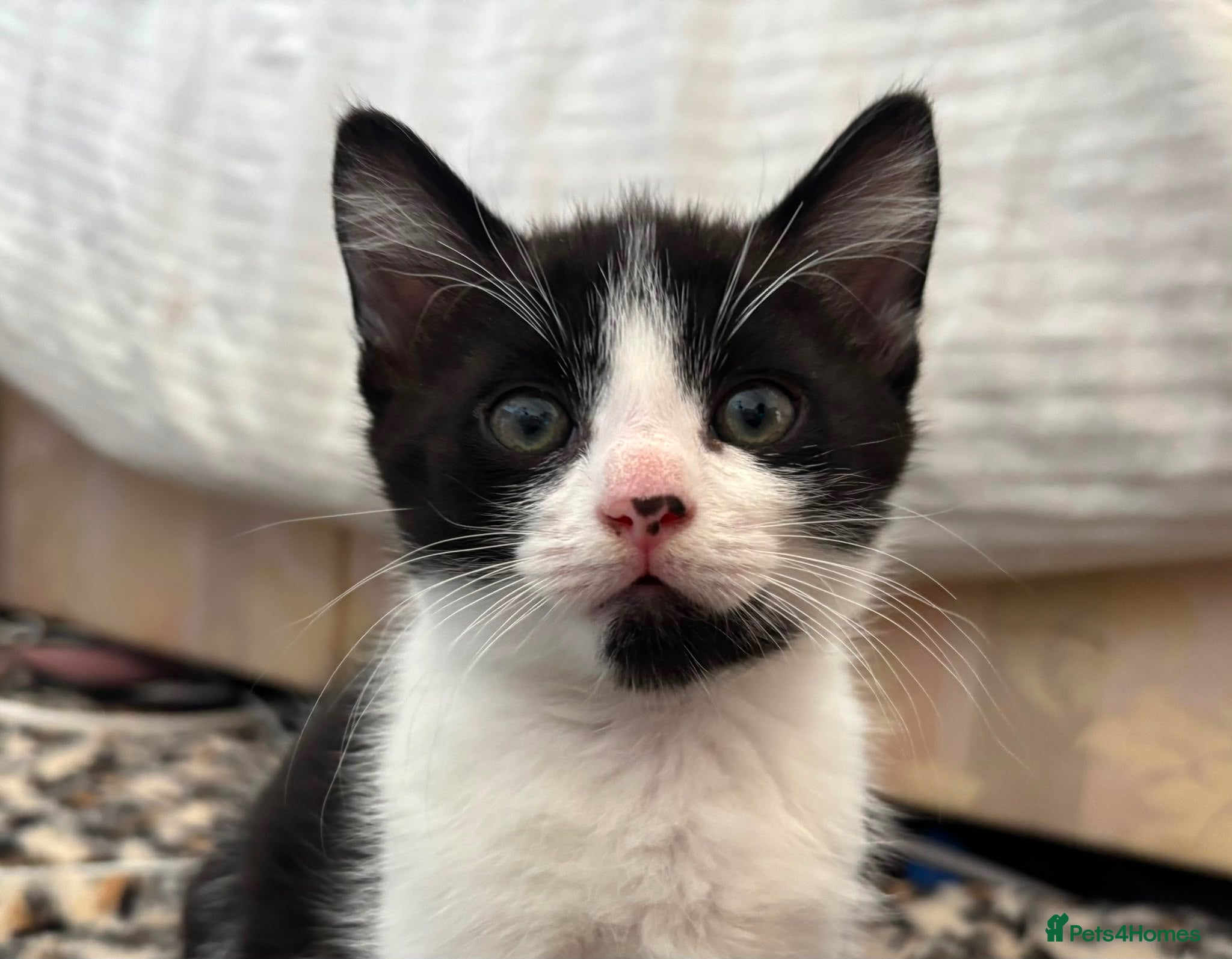 Domestic Shorthair cats 1 black and white kitten looking for a home  - Advert 1