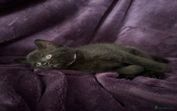 British Shorthair cats for sale: Black British Shorthair kittens - Image 4