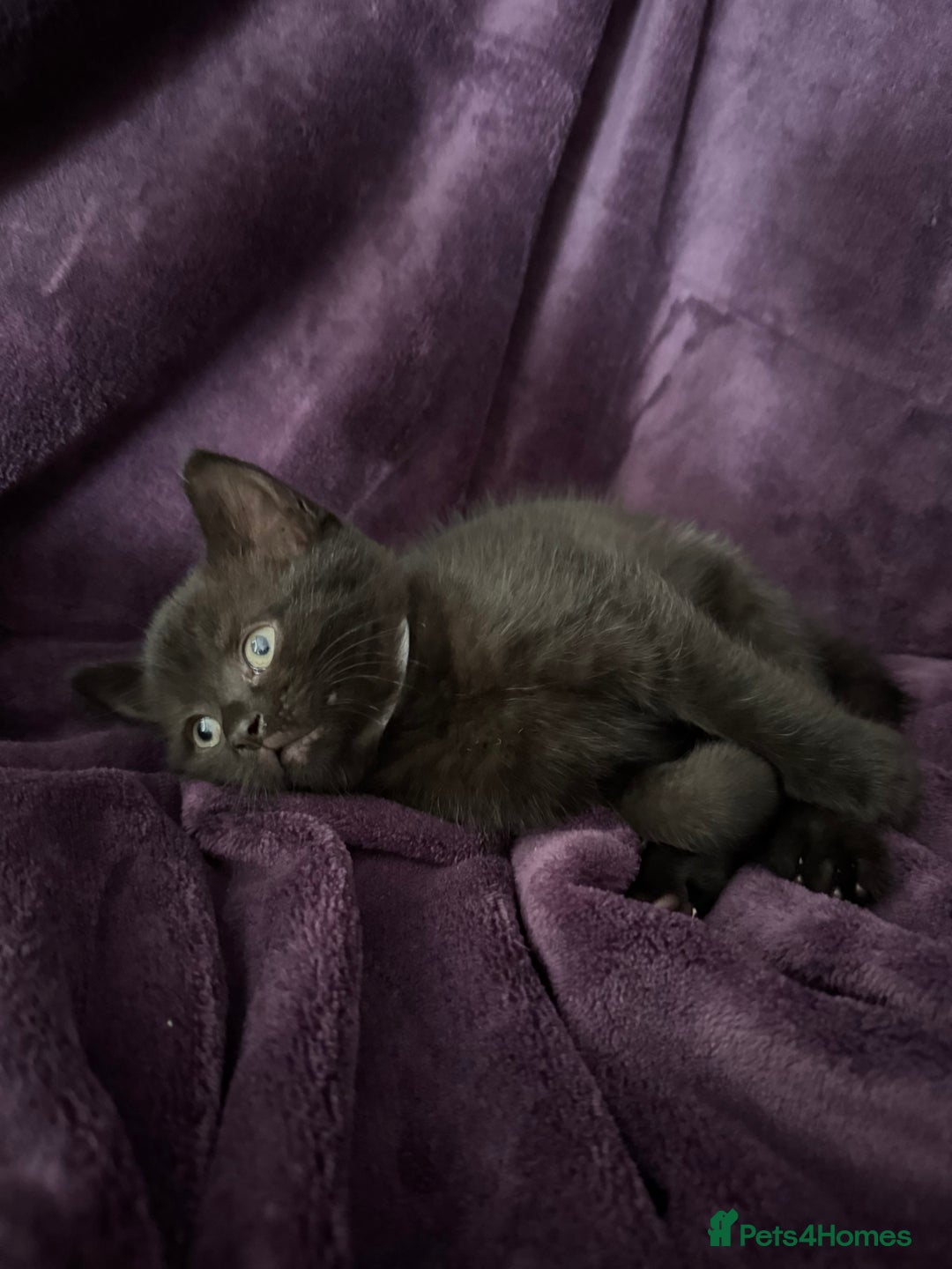 British Shorthair cats for sale: Black British Shorthair kittens - Image 4