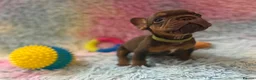 French Bulldog dogs for sale: Frenchies in Chocolate & Tan and Rojo - Advert 6