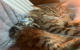 Mixed Breed cats for sale: Kittens - Image 4