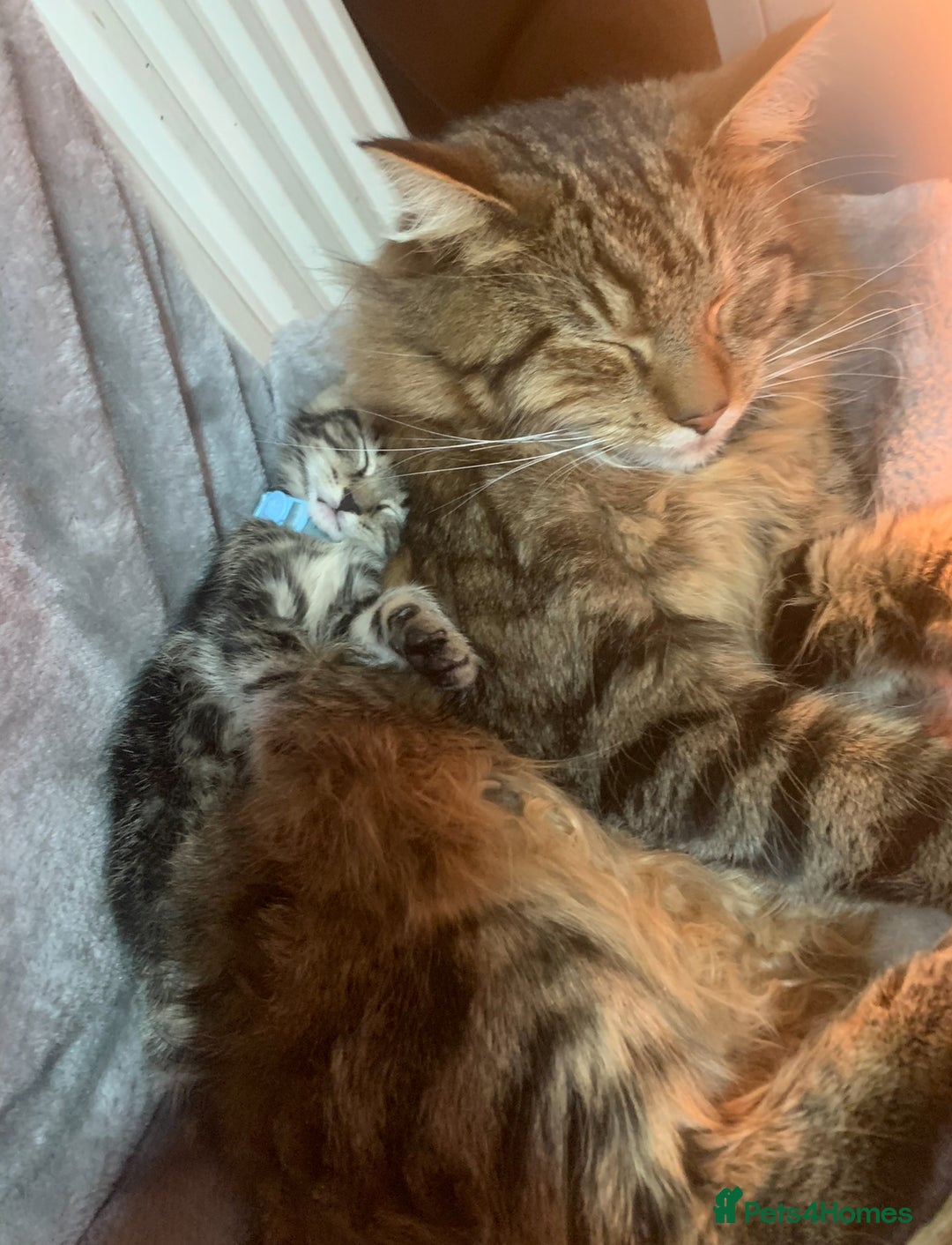Mixed Breed cats for sale: Kittens - Image 4