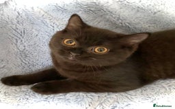 British Shorthair cats for sale: Chunky Champion line kittens TICA reg.  in Cannock - Image 23