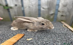 Mixed Breed rabbits for sale: Mixed breed boys free to good home  - Image 9