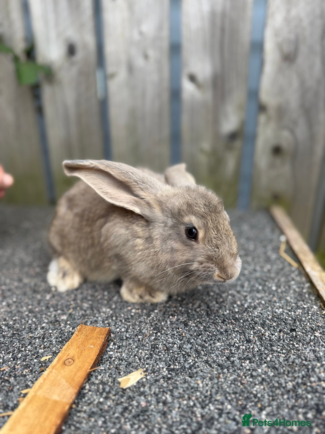Mixed Breed rabbits for sale: Mixed breed boys free to good home  - Image 9