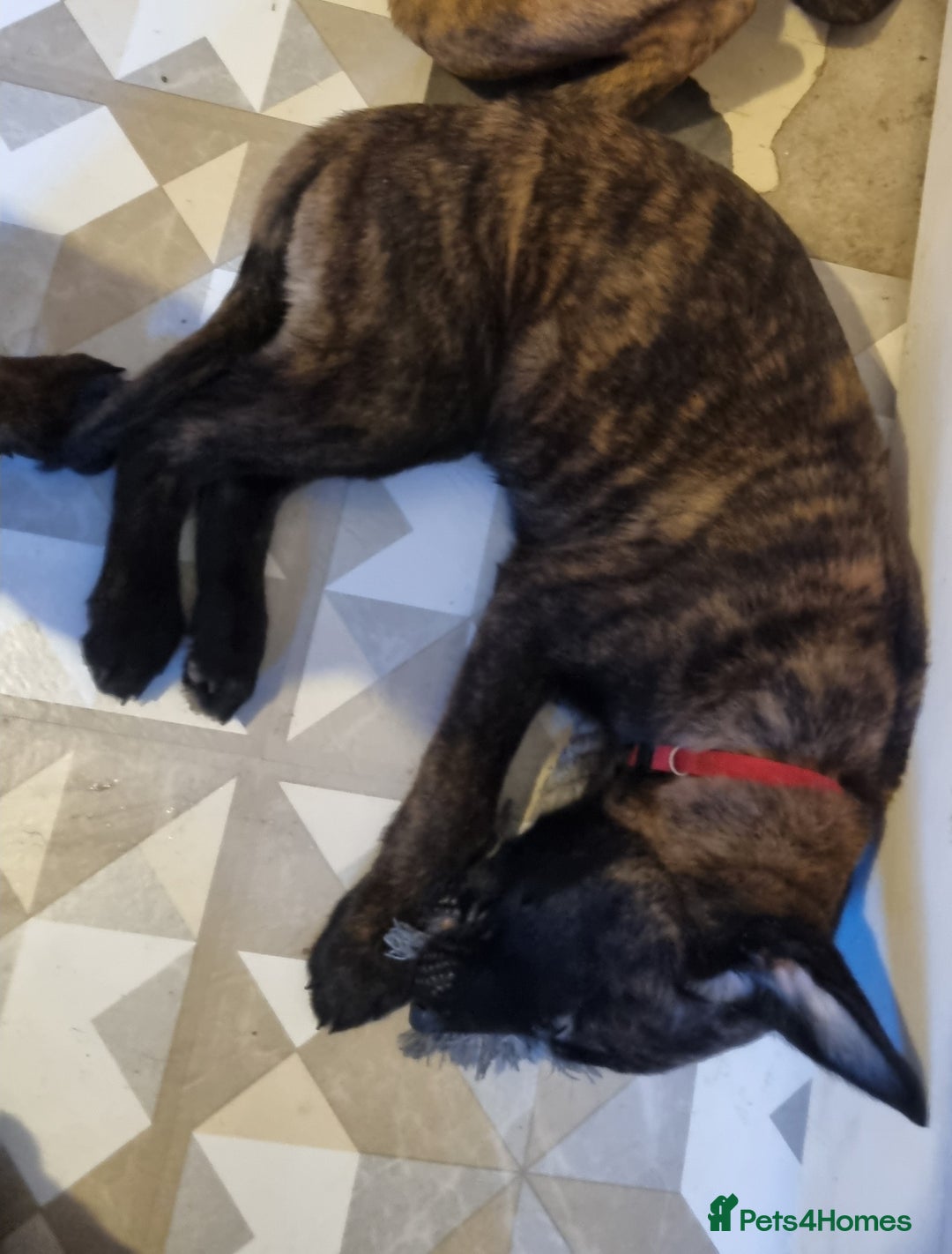 Belgian Shepherd Dog dogs for sale: READY TO GO Mother is Dutch Herder x Malinois  - Advert 41