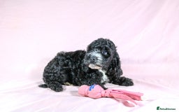 Cockapoo dogs for sale: Ready now beautiful litter F1B cockapoo puppies  in Leicester - Image 33