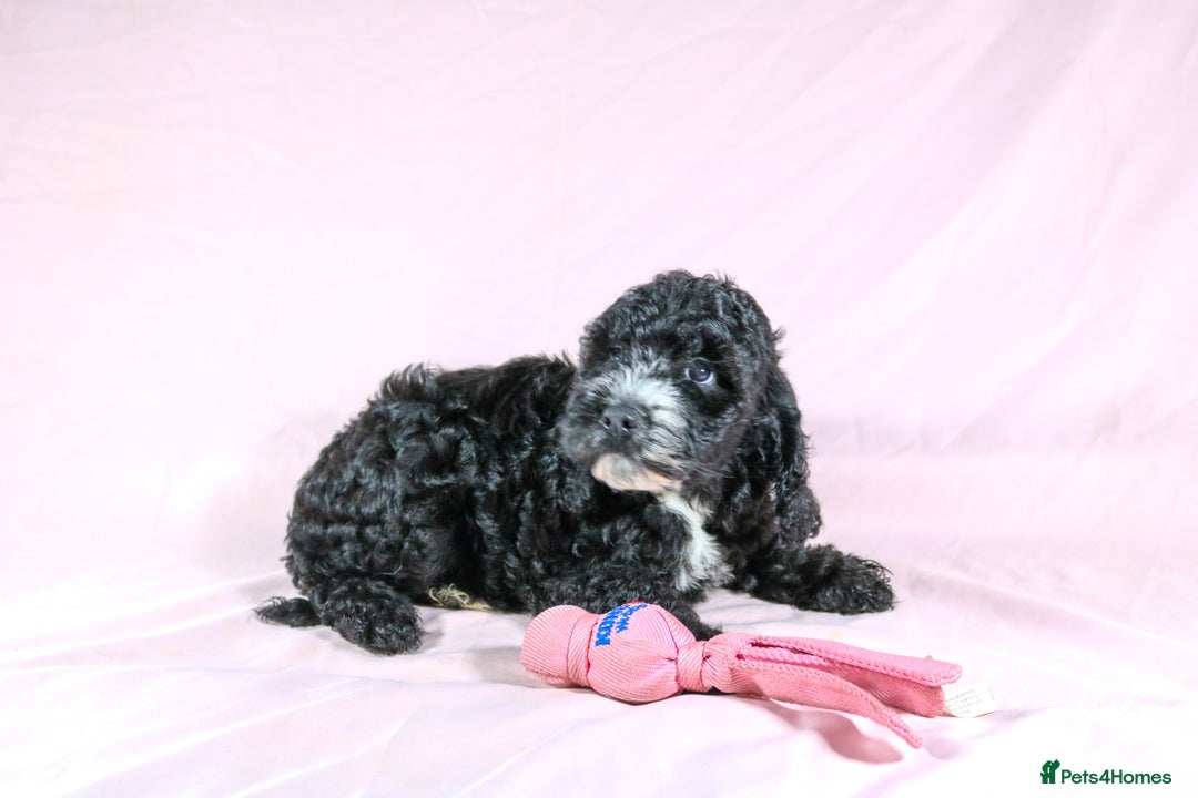 Cockapoo dogs for sale: Ready now beautiful litter F1B cockapoo puppies  in Leicester - Image 33