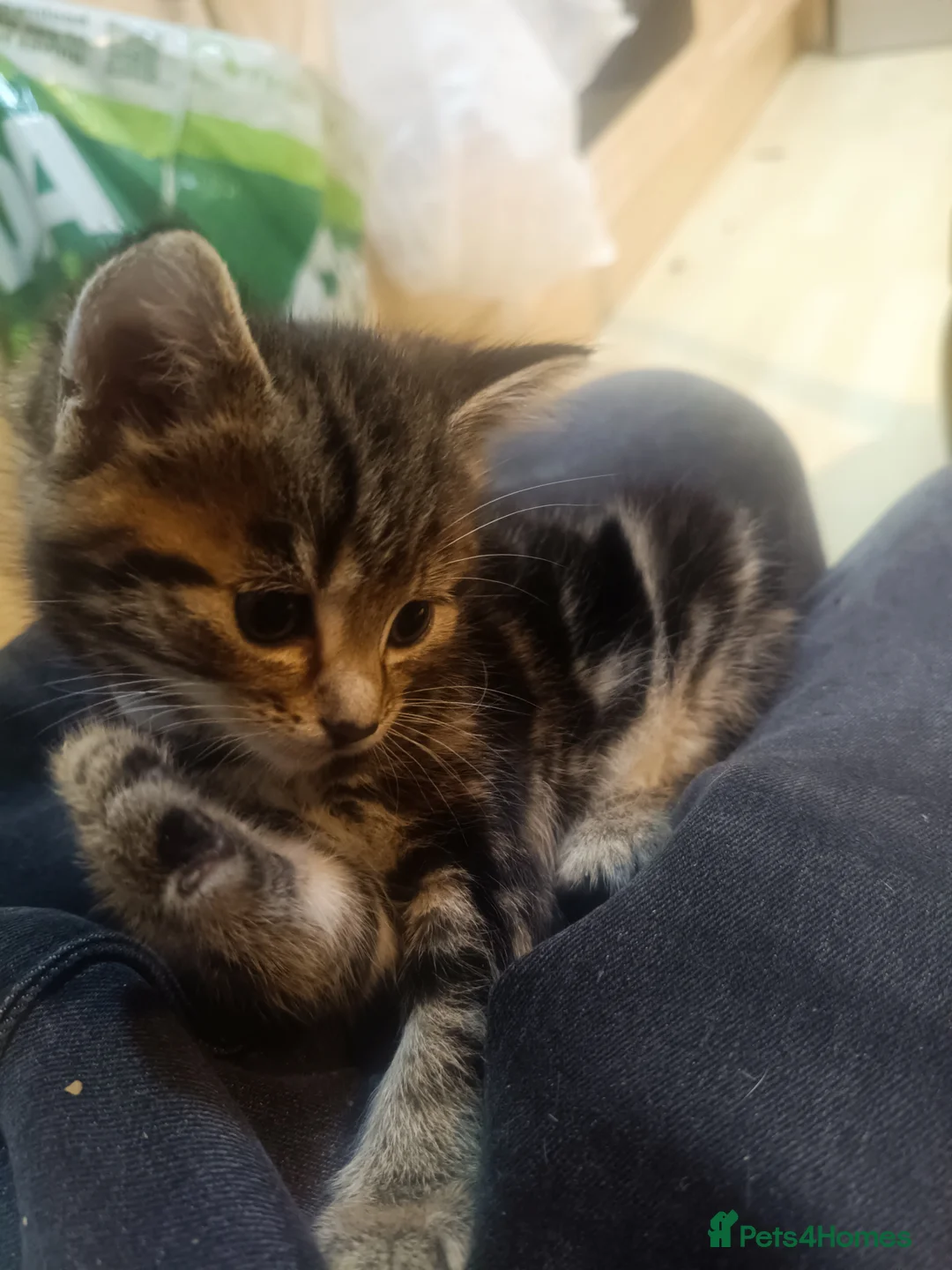 Toybob cats for sale: cat kittin  - Advert 9