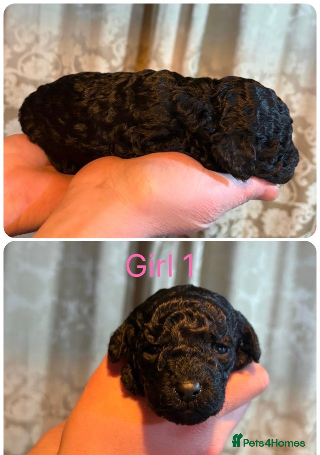 Mini Goldendoodle dogs for sale: Miniature Goldendoodle Puppies - Merle available  - Advert 3