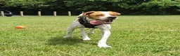 Pointer dogs for adoption: Remi (English Pointer) in Bedford - Advert 32