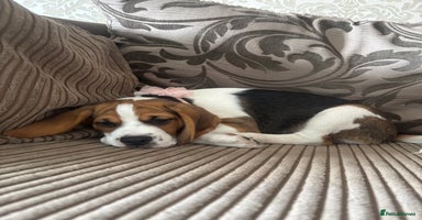 Beagle dogs in Sidcup - Advert 4