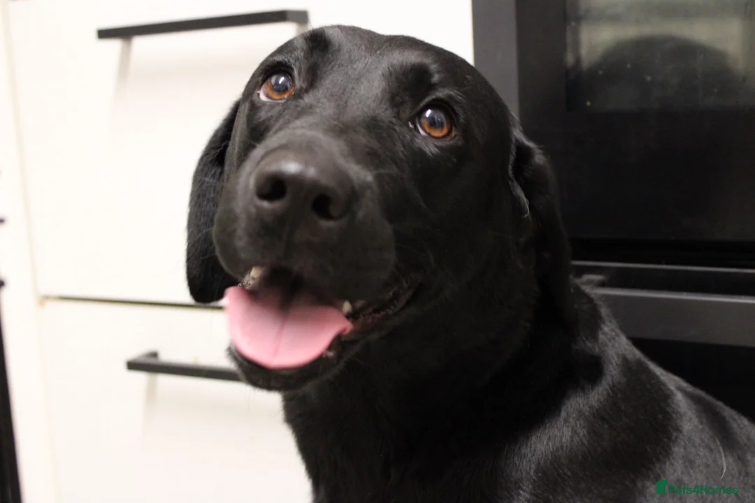 Labrador Retriever dogs for sale: Labrador puppies - Advert 2