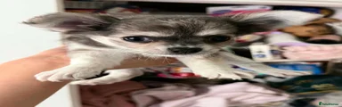 Chihuahua 2
