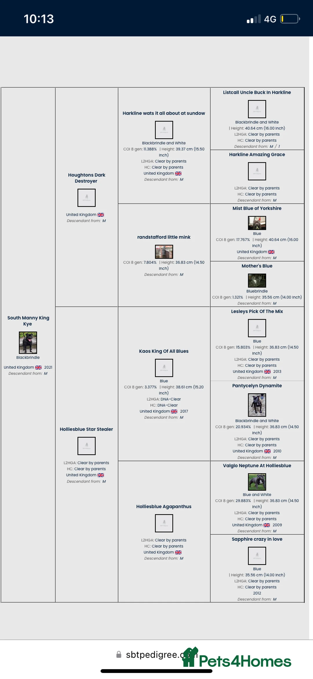 Staffordshire Bull Terrier dogs for sale: Last boy !!! Price dropped !!! Kassius pup  - Advert 11