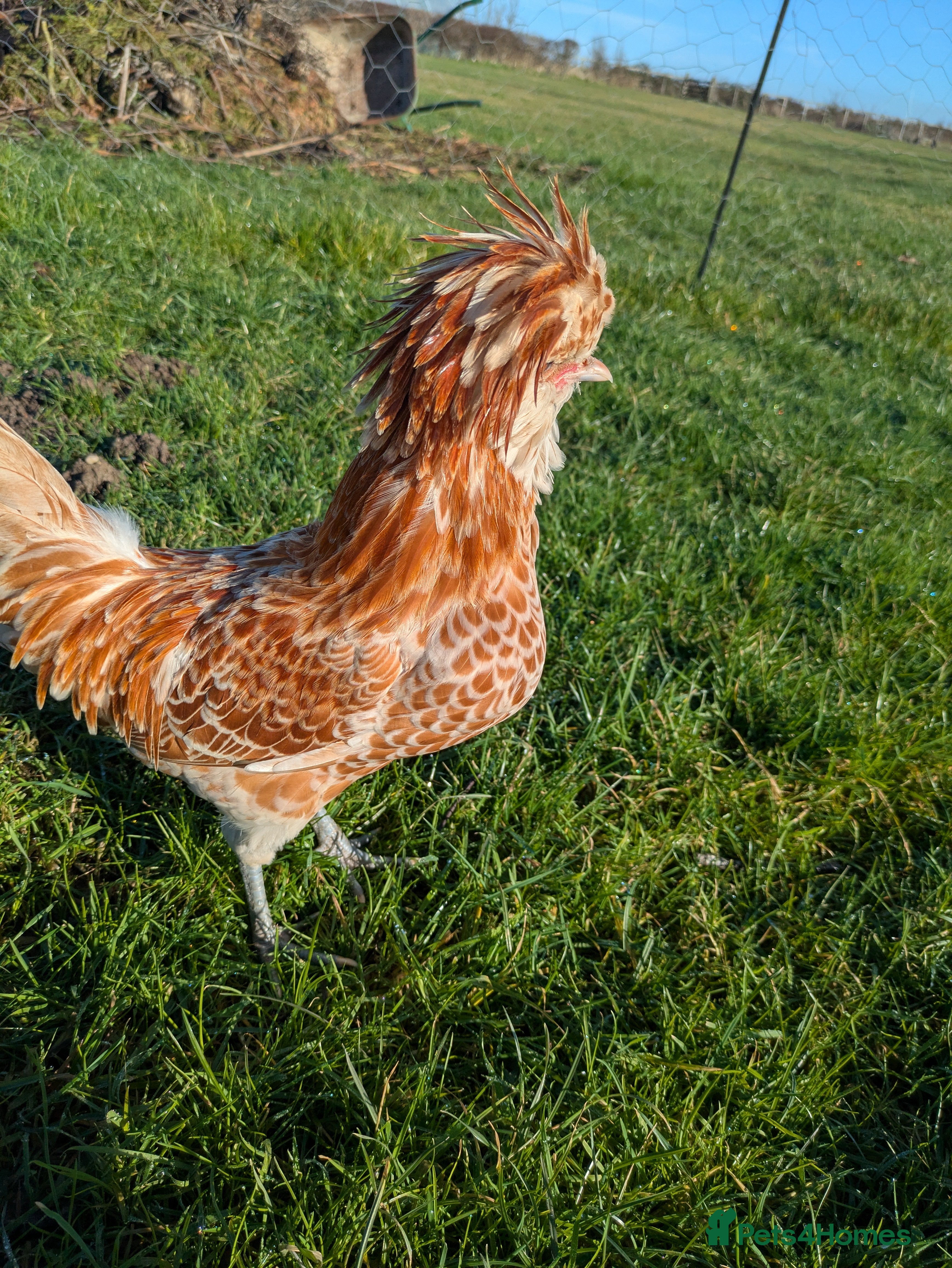 Chickens poultry Chamois Polish chickens  - Advert 1