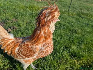 Chickens poultry Chamois Polish chickens - Advert 1