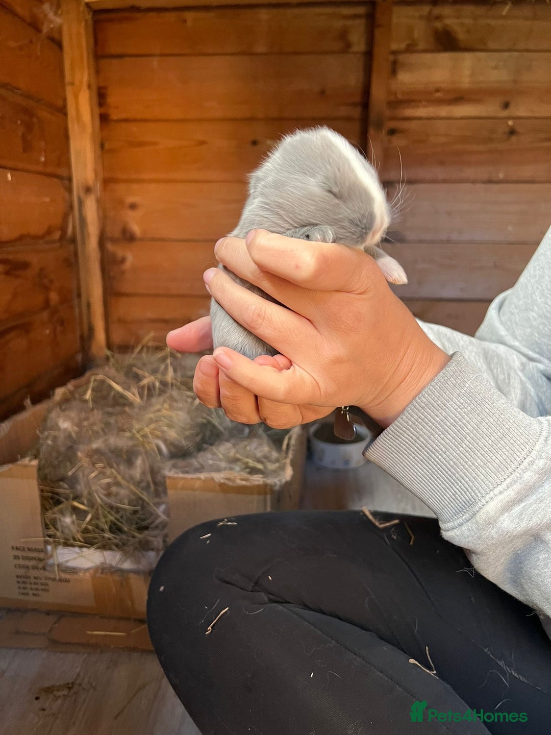 French Lop rabbits for sale: 🩵Stunning litter pure bred blue eye French lops🩵 - Image 26