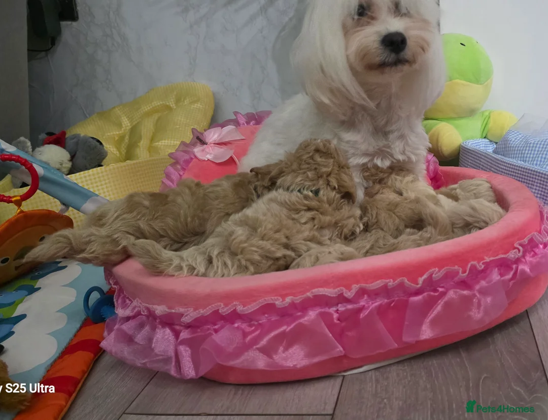 Maltipoo dogs for sale: Maltipoo F1 Toy - Advert 3