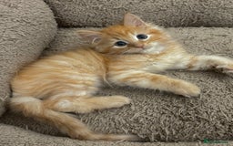 Mixed Breed cats for sale: GORGEOUS SIBERIAN X KITTENS  - Image 4