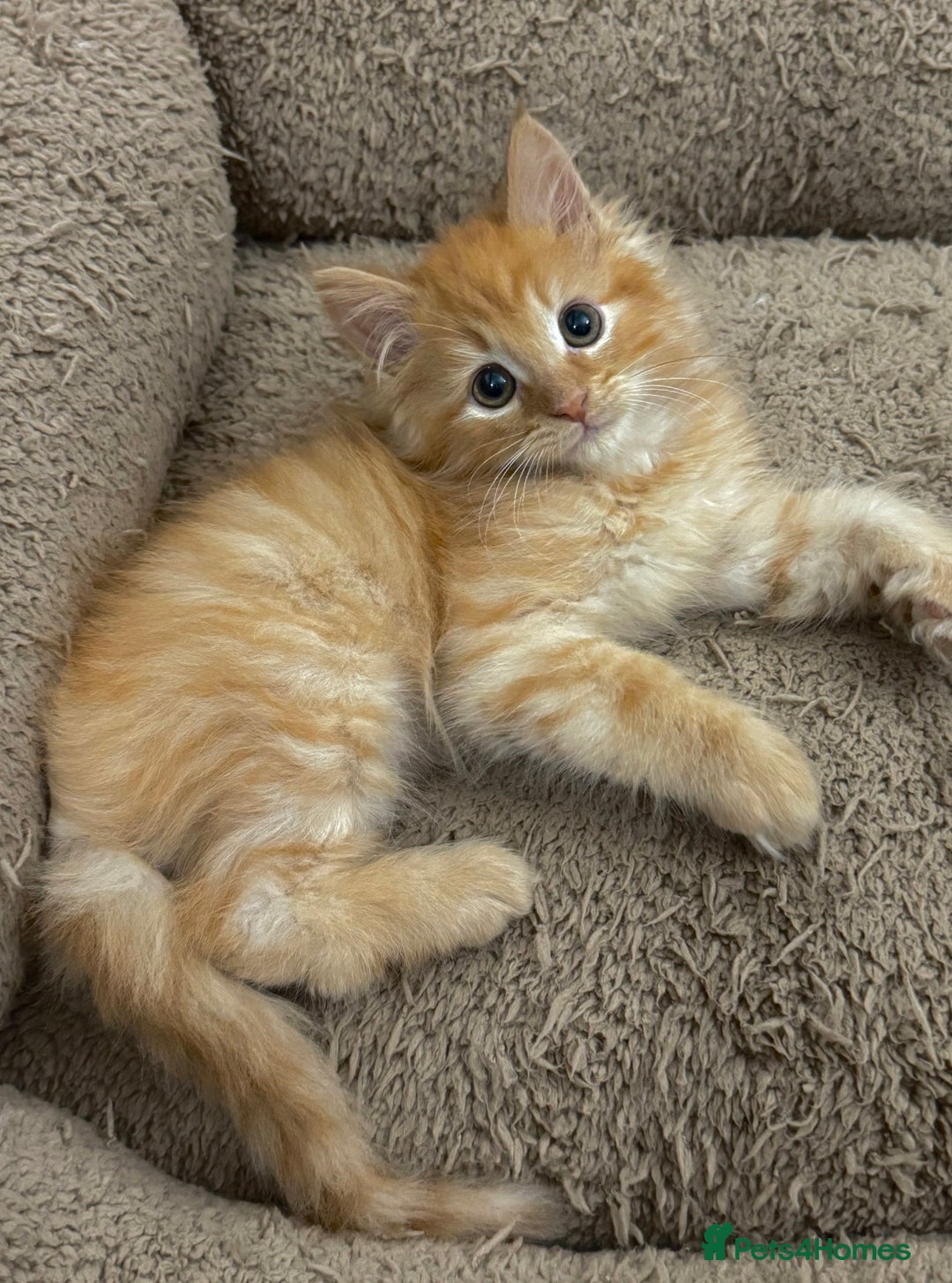 Mixed Breed cats for sale: GORGEOUS SIBERIAN X KITTENS  - Image 4