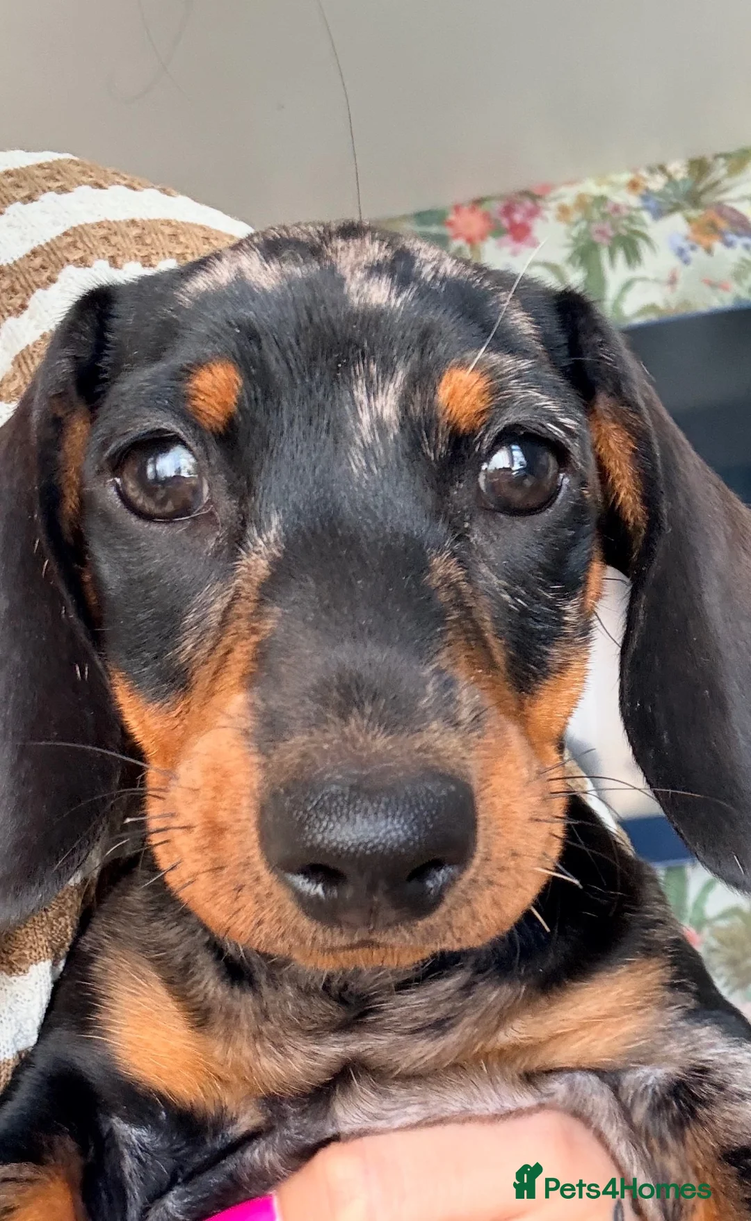 Dachshund dogs for sale: Dachund dapple girl - Advert 2