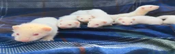 Ferret rodents for sale: Albino Ferret kits for sale  - Advert 12