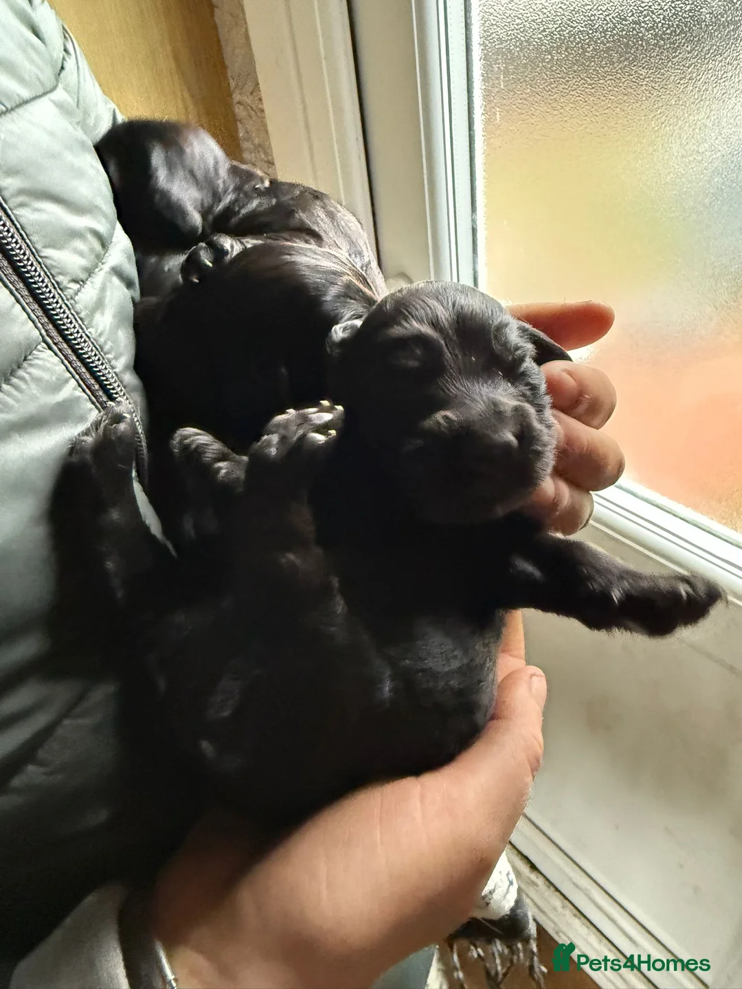 Cocker Spaniel dogs for sale: Beautiful cocker spaniel puppies in Morecambe - Advert 2